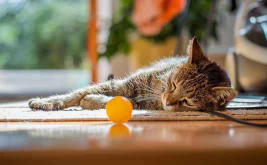 Eine Katze, die mit einem Ball spielt - PAWSOMETIME