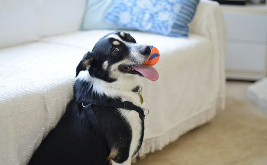 Endlich Tiefschlaf: Wie aus einem überdrehten Vierbeiner ein glücklicher Hund schläft auf dem Rücken wird - Pawsometime