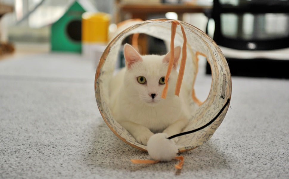 Katzen Tunnel - PAWSOMETIME