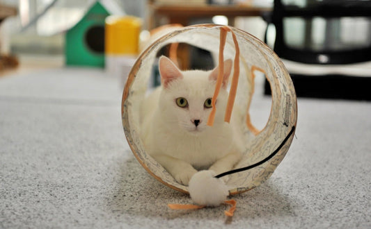 Katzen Tunnel - PAWSOMETIME