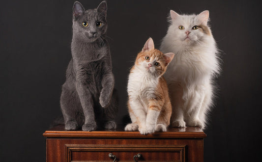 Welche Katze passt zu mir? Finden Sie die passende Rasse zu Ihrem Lebensstil