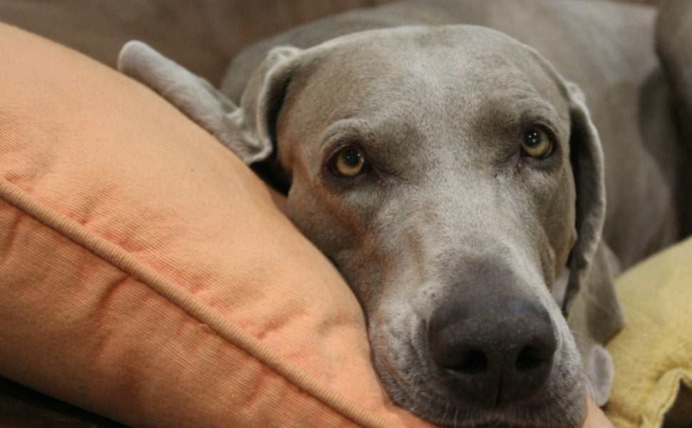 Frühe Warnsignale von Trennungsangst: Verhaltensänderungen, die Besitzer leicht übersehen - PAWSOMETIME