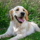 Ein energiegeladener Hund - PAWSOMETIME