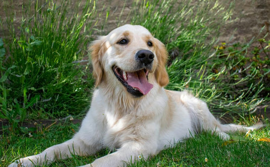 Ein energiegeladener Hund - PAWSOMETIME