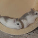 hamsterrad holz - Pawsometime