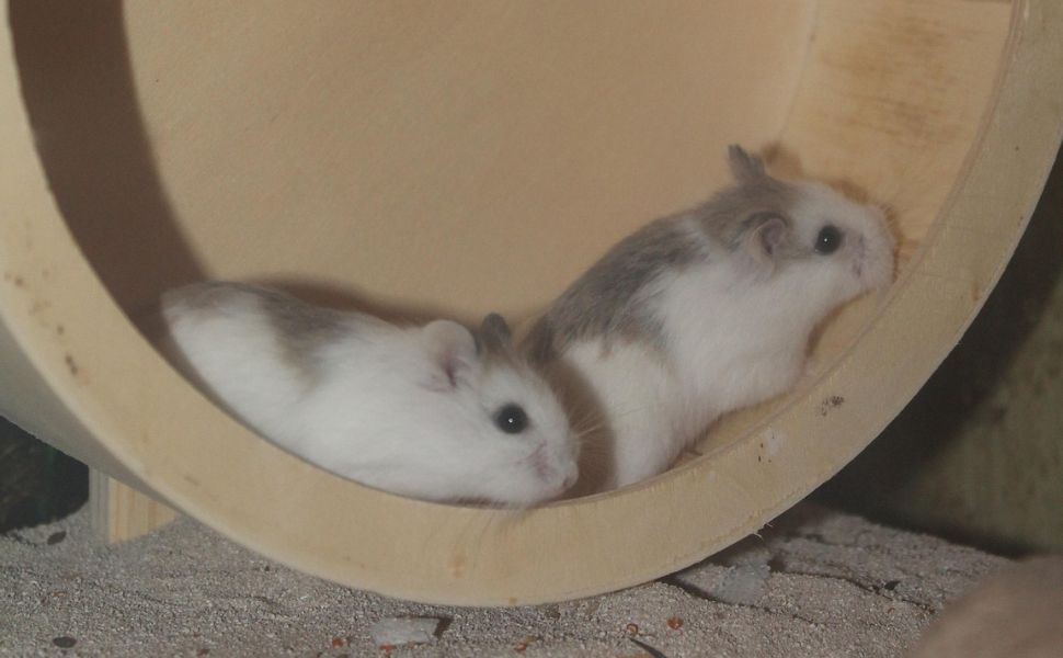 hamsterrad holz - Pawsometime