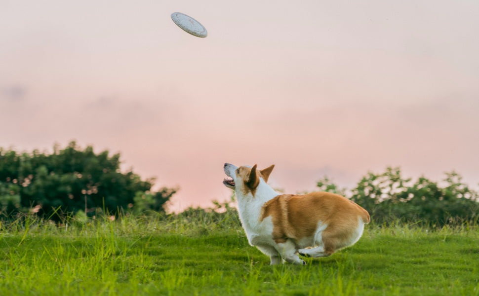 Gewicht, Flugbahn und Wurfeigenschaften: Wie Materialdichte das Spiel beeinflusst -  PAWSOMETIME