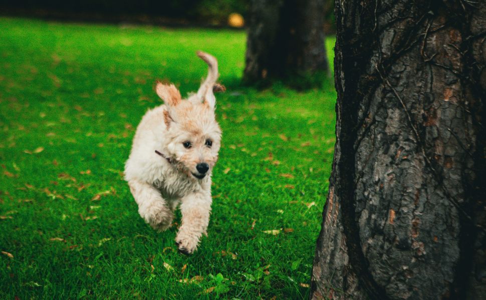 Golden Doodle - Pawsometime