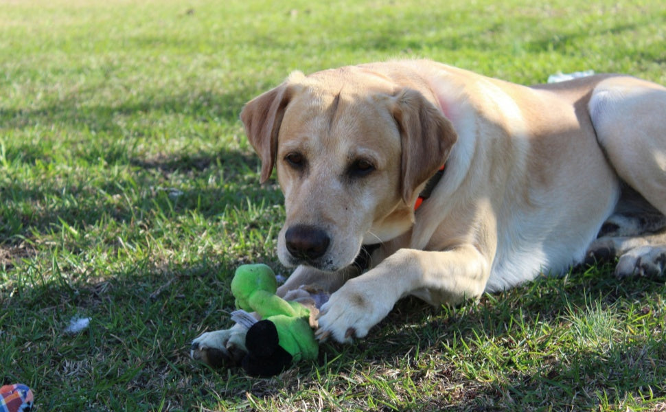 hundespielzeug große hunde -  PAWSOMETIME
