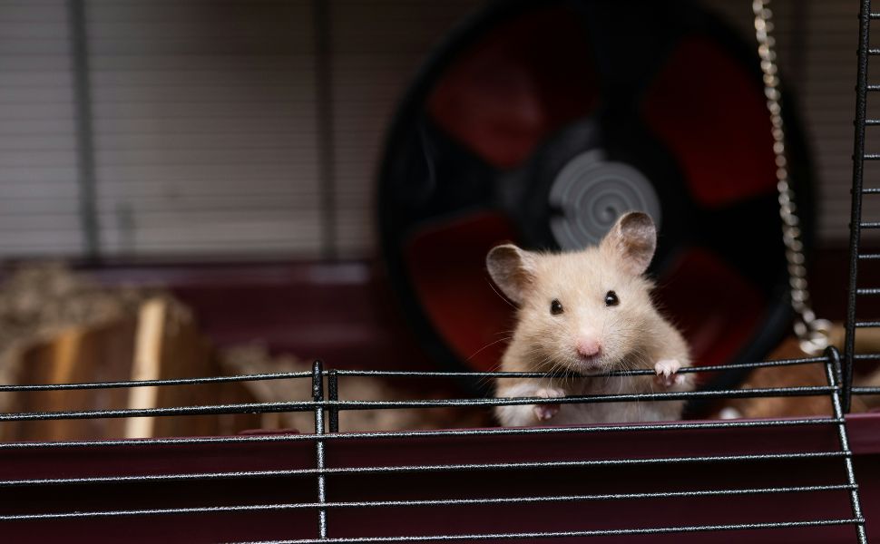 Hamsterkäfig - Pawsometime