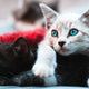 Katzen - Pawsometime