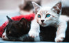Katzen - Pawsometime
