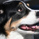 Härtegrade bei Hundezähnen verstehen und richtig einschätzen - PAWSOMETIME
