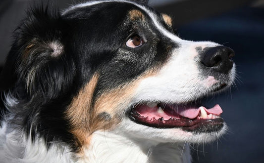 Härtegrade bei Hundezähnen verstehen und richtig einschätzen - PAWSOMETIME