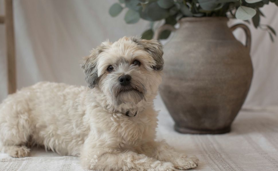 Havaneser - Pawsometime