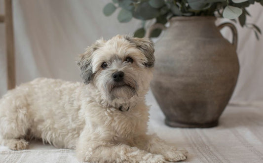 Havaneser - Pawsometime