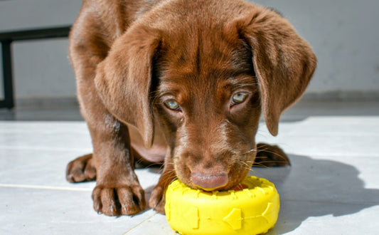 Helfen Kauspielzeuge bei der Zahnreinigung von Hunden?
