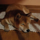 Indoor-Hundespiele - Pawsometime