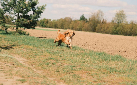 Wie der Hund verlässlich auf Kommandos hört - Pawsometime