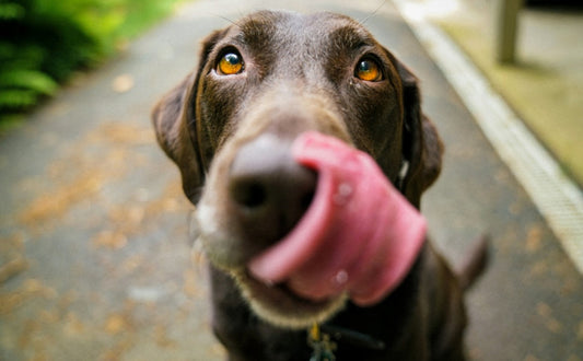 Hunde und Ernährung - PAWSOMETIME