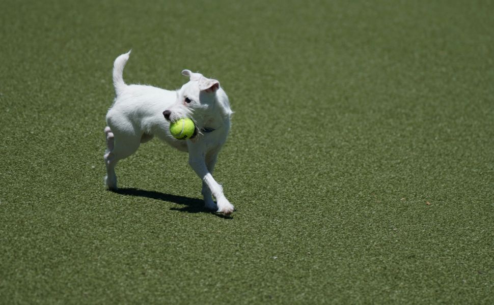 Hundeball Größe & Rasse-Guide: Den perfekten Ball finden - PAWSOMETIME