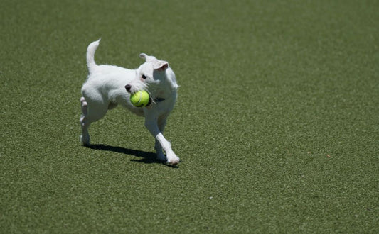 Hundeball Größe & Rasse-Guide: Den perfekten Ball finden - PAWSOMETIME