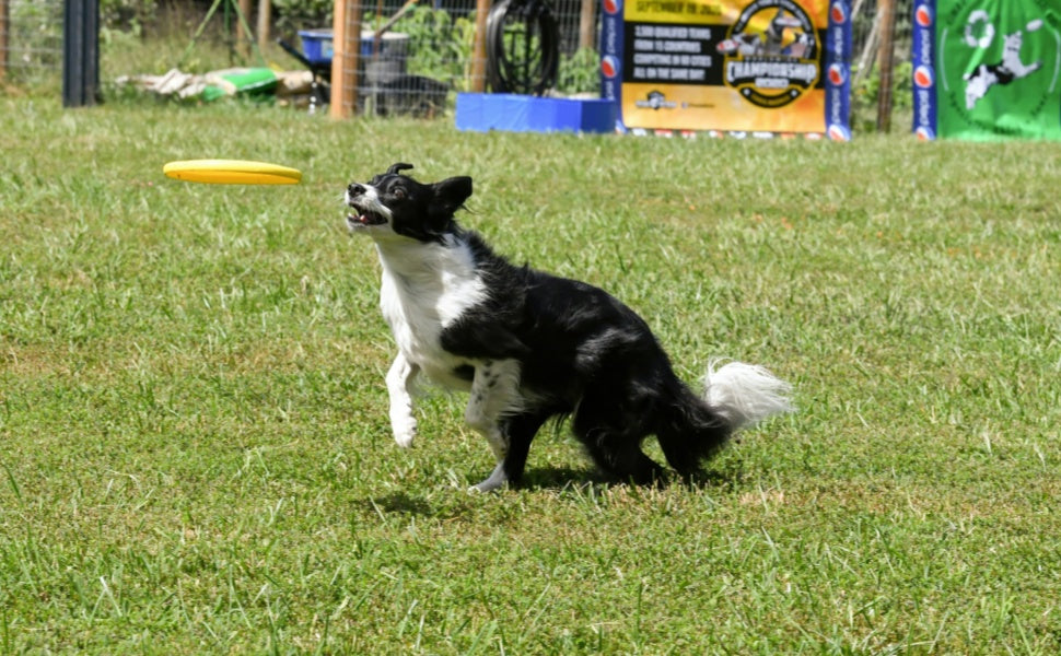 Hundefrisbee Materialien im Vergleich: Gummi, Stoff oder EVA – Was ist am besten für Ihren Hund? - PAWSOMETIME