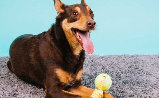 Hundespielzeug für große Hunderassen: Der ultimative Kau-Typ-Guide für Labrador, Schäferhund & Co. -  PAWSOMETIME