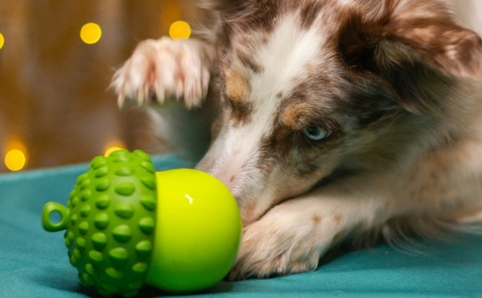Intelligenz- und Futterspielzeug für Hunde Schnüffelmatte vs Futterball - PAWSOMETIME