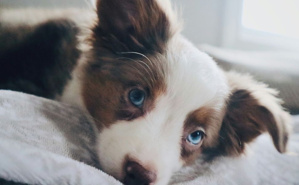 Hund - PAWSOMETIME