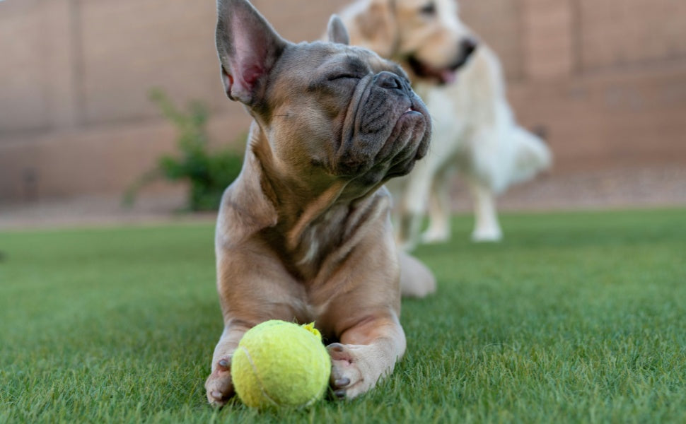 Interaktive Hundebälle: Geistige Auslastung oder körperliche Aktivität – was braucht Ihr Hund wirklich?