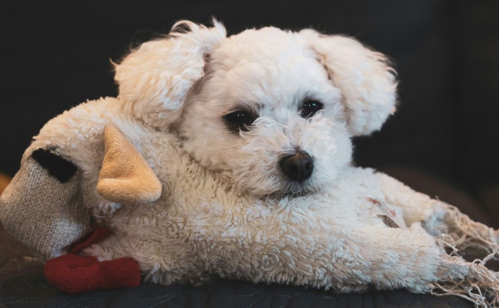 Kuscheltiere für Hunde -  PAWSOMETIME