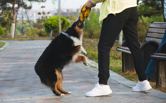 Mit dem Hund Tauziehen spielen - PAWSOMETIME