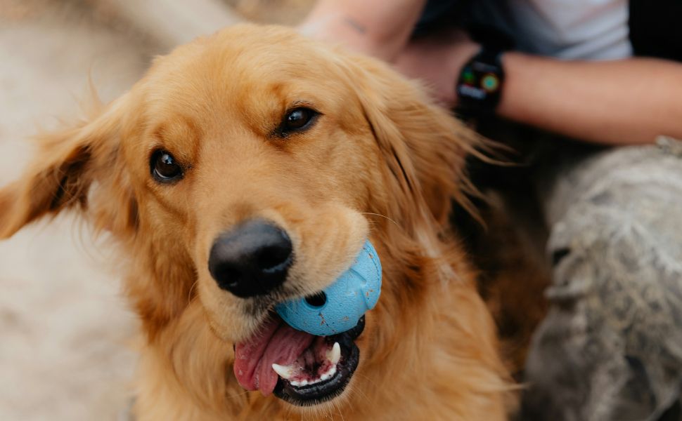 Hundespielzeug - PAWSOMETIME