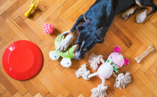 Interaktives Hundespielzeug vs klassisches Kauspielzeug - PAWSOMETIME