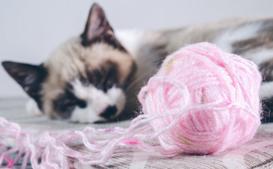 Interaktives Katzenspielzeug vs. Selbstbeschäftigung: Welche Spielzeuge passen zu Ihrer Katze? -  PAWSOMETIME