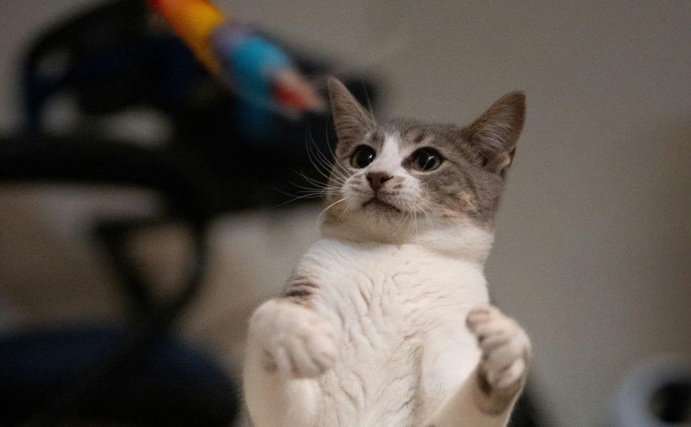 Die mit ihrem Besitzer spielende Katze - PAWSOMETIME