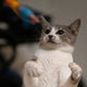 Die mit ihrem Besitzer spielende Katze - PAWSOMETIME