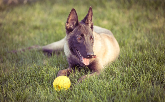 hunde spielzeug  - PAWSOMETIME