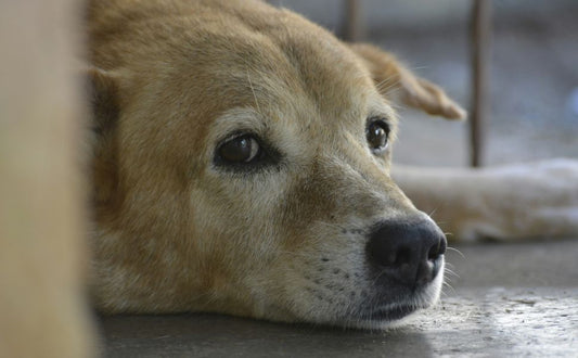 Ist Ihr Haustier gelangweilt? Verborgene Anzeichen von Unterforderung und was sie wirklich bedeuten - PAWSOMETIME