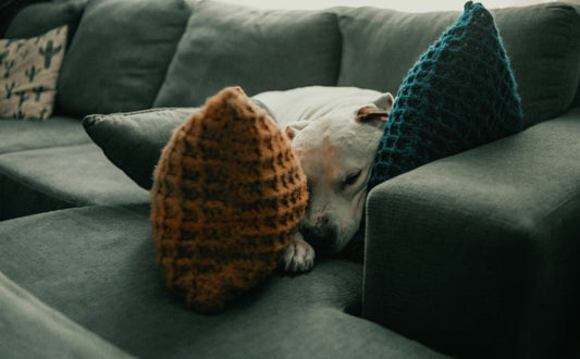 Ist Ihr Hund nur müde oder heimlich gelangweilt? So erkennen Sie geistige Unterforderung - PAWSOMETIME