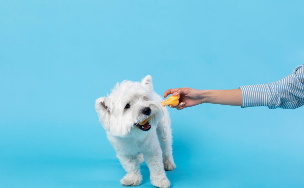 Ist dein Hund stur? Die Wahrheit über Lernmotivation und wie du sie meisterst - PAWSOMETIME