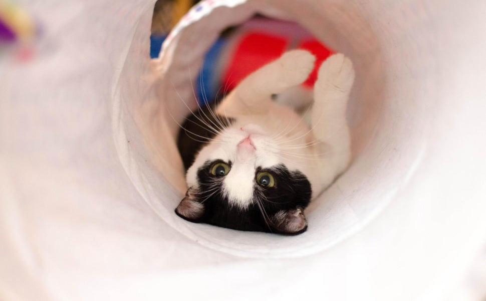 Katze und Katzentunnel - Pawsometime