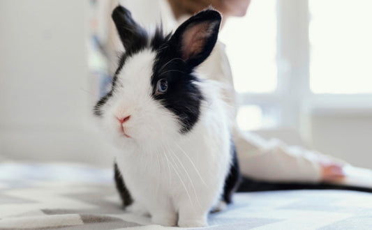 Kaninchen -  PAWSOMETIME