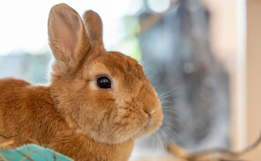 Kaninchen Spielzeug für mentale Stimulation: Effektive Strategien gegen Langeweile & Verhaltensprobleme