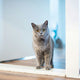 Katze - Pawsometime