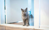 Katze - Pawsometime