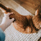 Die Schwanzsprache der Katze - Pawsometime