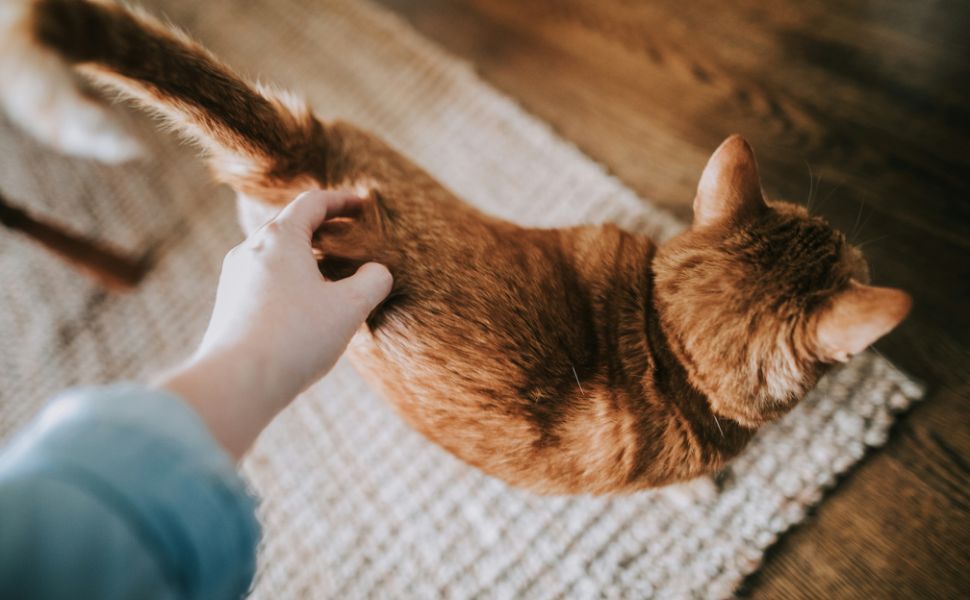 Die Schwanzsprache der Katze - Pawsometime