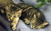 Katzen - Pawsometime